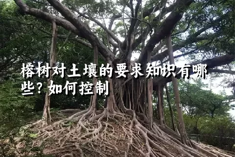 榕树对土壤的要求知识有哪些？如何控制