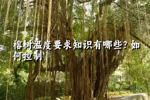 榕树温度要求知识有哪些？如何控制