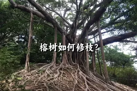 榕树如何修枝？