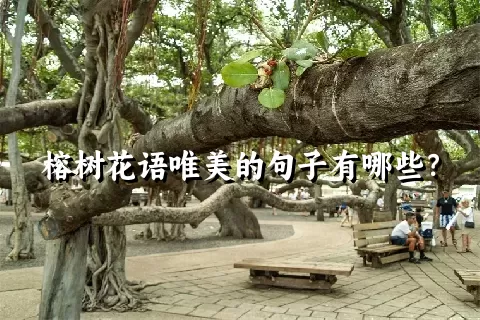 榕树花语唯美的句子有哪些？