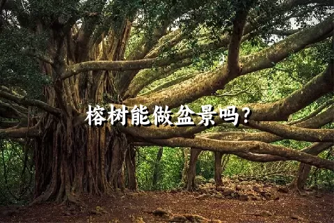 榕树能做盆景吗？