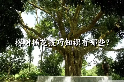 榕树插花技巧知识有哪些？