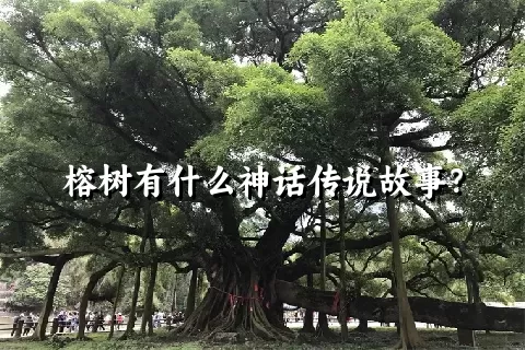 榕树有什么神话传说故事？