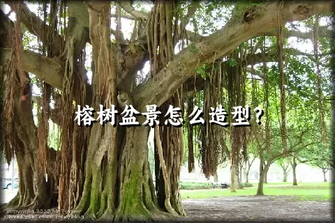 榕树盆景怎么造型？