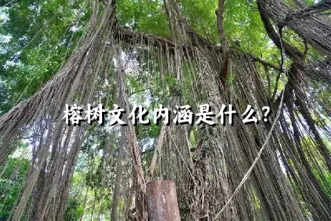 榕树文化内涵是什么？