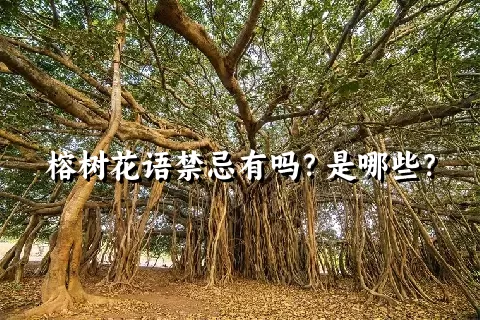 榕树花语禁忌有吗？是哪些？