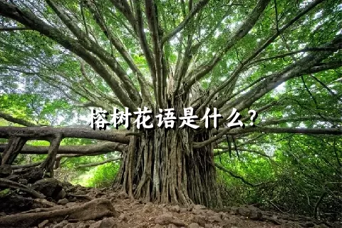 榕树花语是什么？