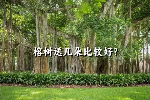 榕树送几朵比较好？