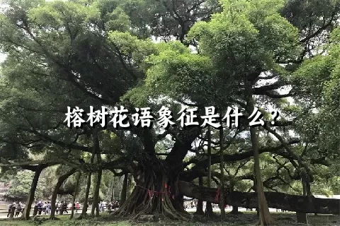 榕树花语象征是什么？