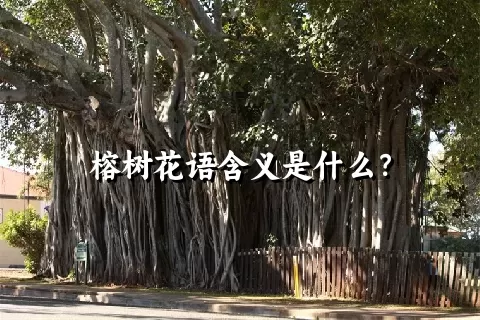 榕树花语含义是什么？