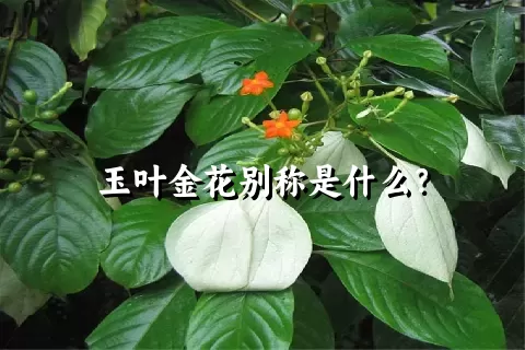 玉叶金花别称是什么？