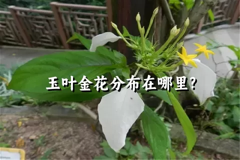 玉叶金花分布在哪里?