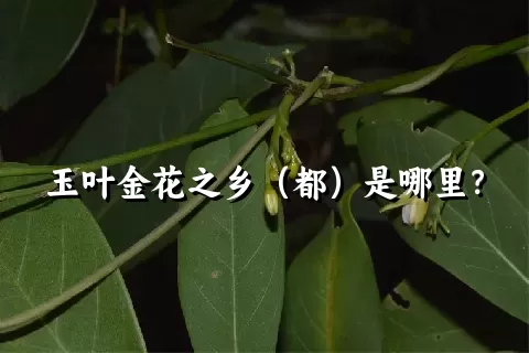 玉叶金花之乡（都）是哪里？