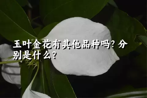 玉叶金花有其他品种吗？分别是什么？