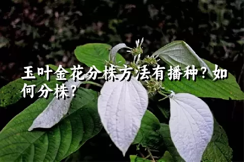 玉叶金花分株方法有播种？如何分株？