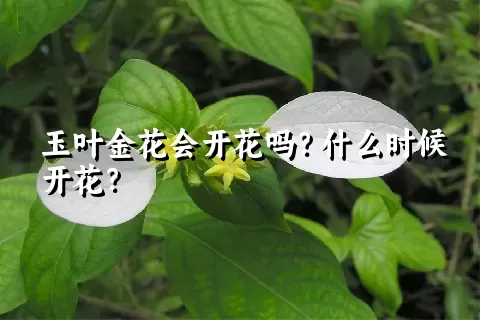 玉叶金花会开花吗？什么时候开花？