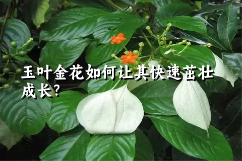 玉叶金花如何让其快速茁壮成长？