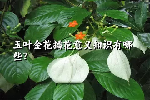 玉叶金花插花意义知识有哪些？