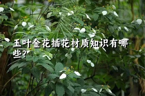 玉叶金花插花材质知识有哪些？