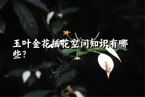 玉叶金花插花空间知识有哪些？