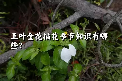 玉叶金花插花季节知识有哪些？