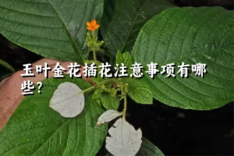 玉叶金花插花注意事项有哪些？