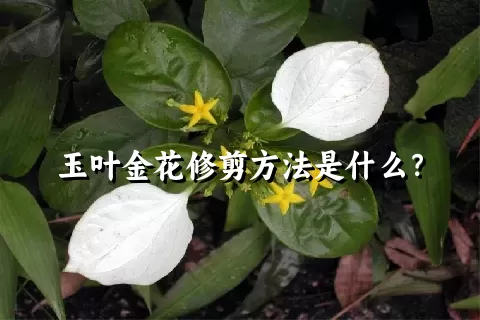 玉叶金花修剪方法是什么？