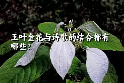 玉叶金花与诗歌的结合都有哪些？