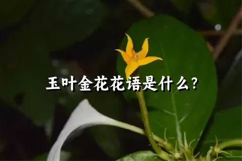 玉叶金花花语是什么？