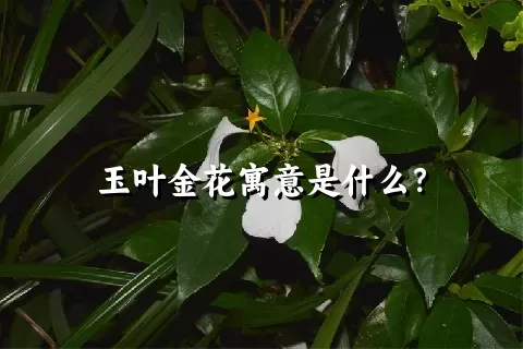 玉叶金花寓意是什么？