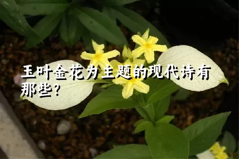 玉叶金花为主题的现代诗有那些？