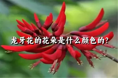 龙牙花的花朵是什么颜色的？