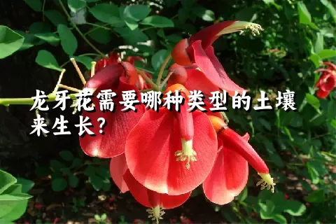 龙牙花需要哪种类型的土壤来生长？