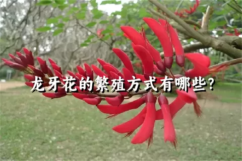 龙牙花的繁殖方式有哪些？