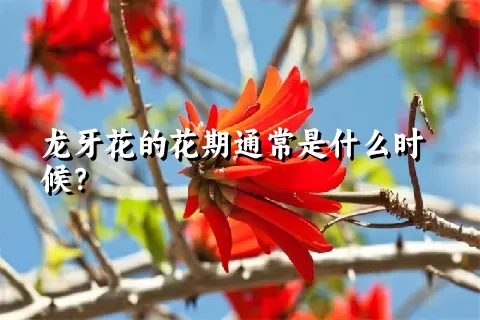 龙牙花的花期通常是什么时候？