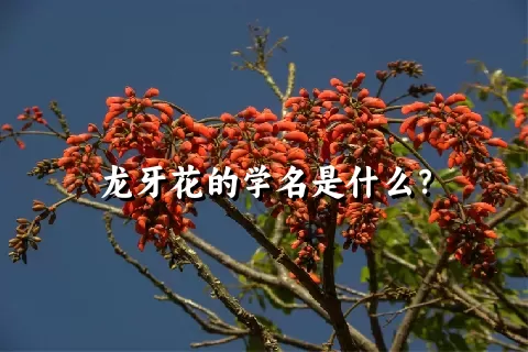 龙牙花的学名是什么？