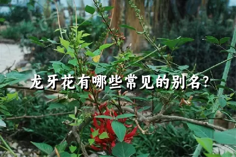 龙牙花有哪些常见的别名？