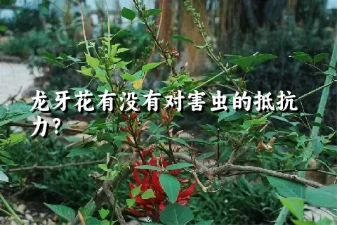 龙牙花有没有对害虫的抵抗力？