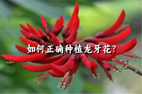 如何正确种植龙牙花？