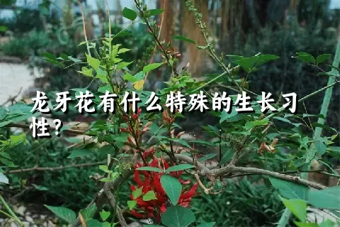 龙牙花有什么特殊的生长习性？