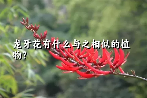 龙牙花有什么与之相似的植物？