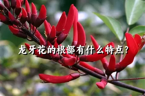 龙牙花的根部有什么特点？