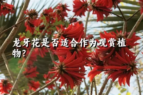 龙牙花是否适合作为观赏植物？