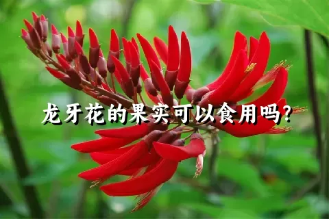 龙牙花的果实可以食用吗？