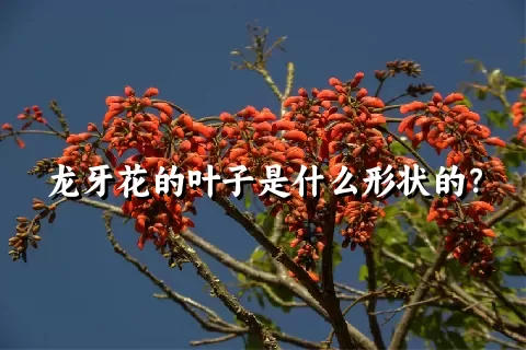 龙牙花的叶子是什么形状的？