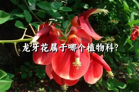 龙牙花属于哪个植物科？