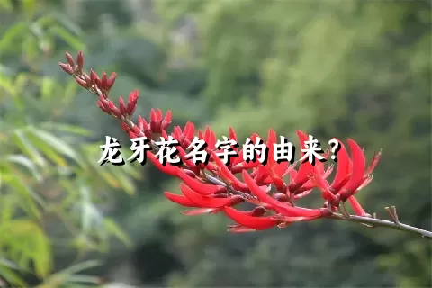 龙牙花名字的由来？