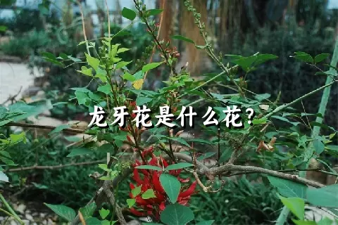 龙牙花是什么花？