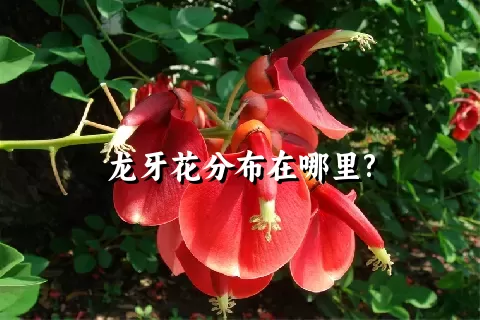 龙牙花分布在哪里?