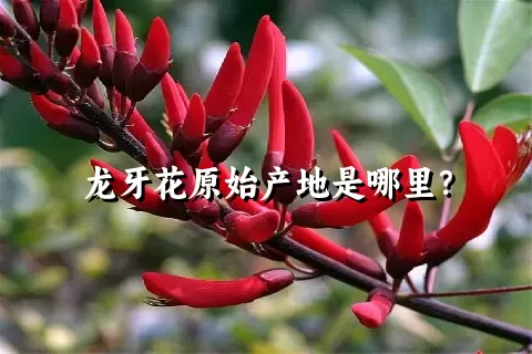 龙牙花原始产地是哪里？